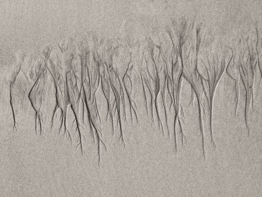Sand Trees by Robert Acton