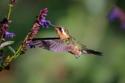 3rd: Mountain-Gem Hummingbird by Enda Magee