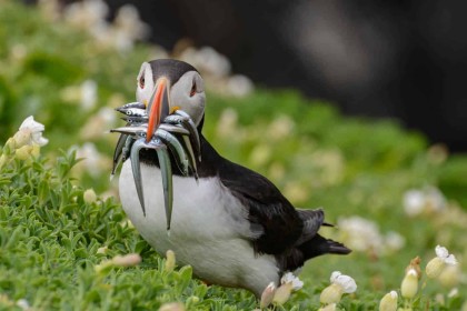 Highly Commended: Saltees Puffin by Rob Hackett