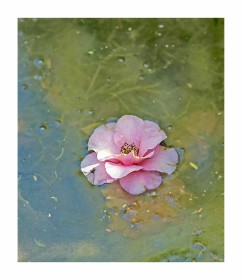 Pond Life by Hilda McInerney