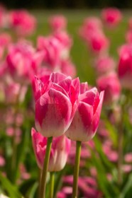Powerscourt tulips