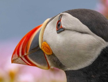 Atlantic Puffin by Gerry Moloney