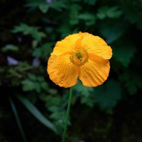 Orange Poppy, Japanese Gardens by Enda Magee