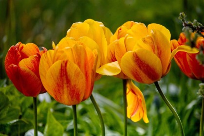 Tulips by Jean Clarke