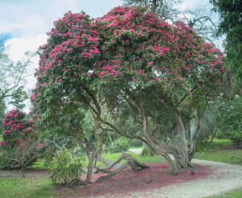 Rhododendron Blanket by Liam Slattery