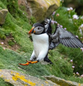 Puffin Landing by Liam Slattery