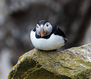 Puffin by Jean Swift