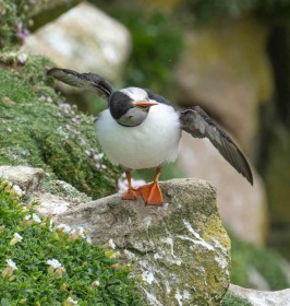 Puffin pruning by Liam Slattery