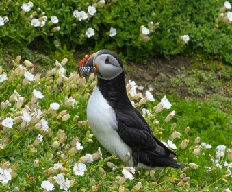 Puffin with Sandeels by Liam Slattery