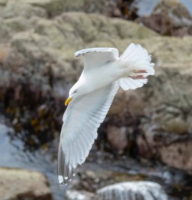 Saltees Swooping Gull by Liam Slattery