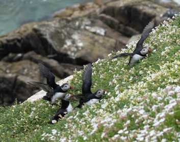 Slatees Puffins by Liam Slattery