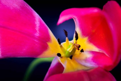 Macro Tulip by Lionel Barker