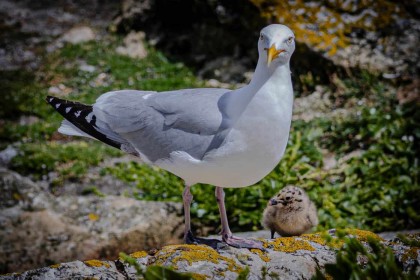 Gull & Chick by Eithne O'Leary