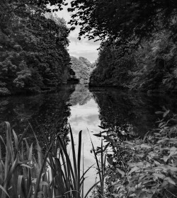 Pond by Paul O'Callaghan