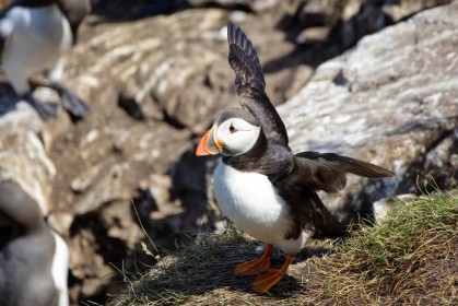 Puffin Ready for Take Off by Jean Clarke