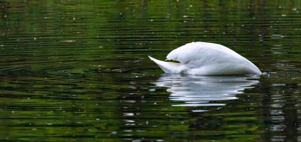 Swan by Paul O'Callaghan