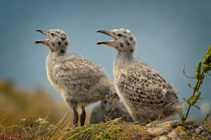 Two chicks making noise by Pat Divilly