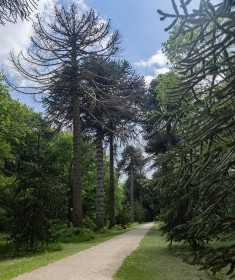 Woodstock Monkey Puzzle Avenue by Paul O'Callaghan
