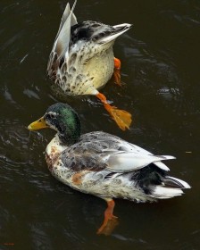Altamount Ducks by Pat Divilly
