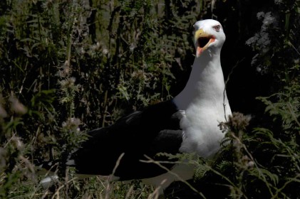 Angry Seagull by Philip White