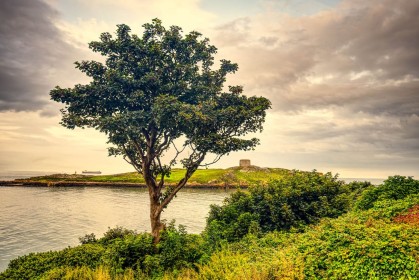 Dalkey Island and Tree by George Jackson