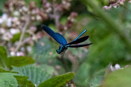 Dragonfly by Eithne O'Leary