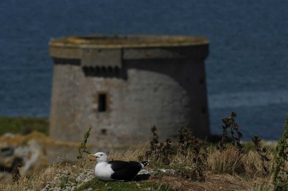 Martello Seagull by Philip White