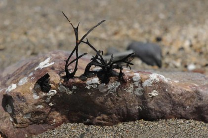 No Growth by Philip White