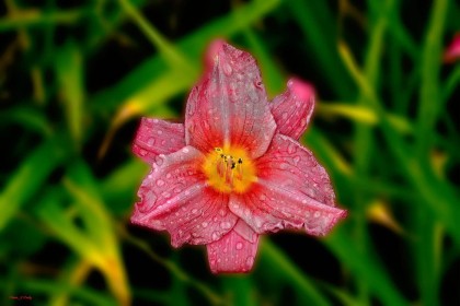 Cabinteely Park Colour that Pops by Pat Divilly