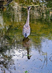 Cabinteely Park Long neck reflection by Pat Divilly