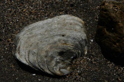 Shell by Philip White