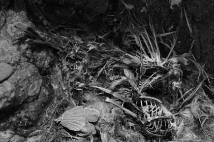 Skeleton by Philip White