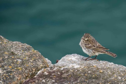 West Pier by Gregor Kerr
