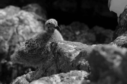 Young Seagull by Philip White