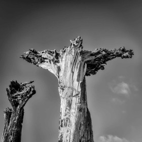 Tortured Tree Spirit by Enda Magee