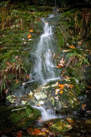 Glendalough Autumn Stream by Enda Magee