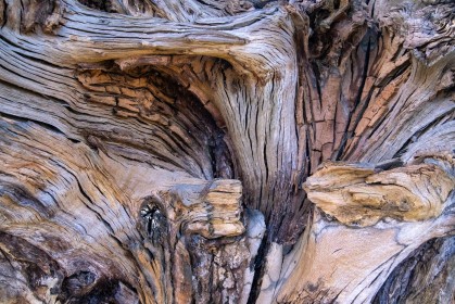 Bog Oak by Marie Neville