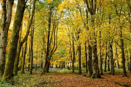 Autumn Woodland by Jean Clarke