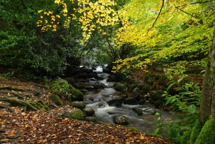 Autumn Stream by Jean Clarke