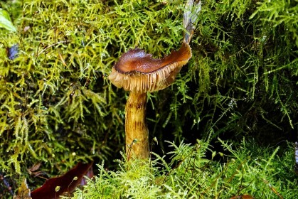 Rust Fungi by Jean Clarke