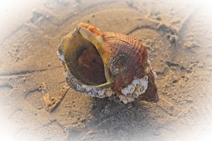 Shell with barnacles by Pat Divilly