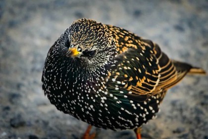 Starling by Pat Divilly