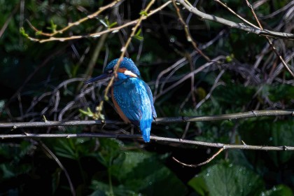 Kingfisher Being Coy by Eithne O'Leary