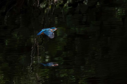 Kingfisher from a Distance by Eithne O'Leary