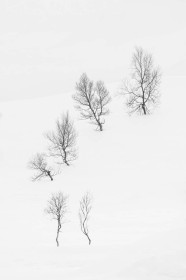 Arc of Trees by Helen Black