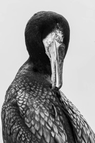 Who me by Malcom Broadstock