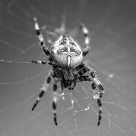 Spider by Noel McMahon