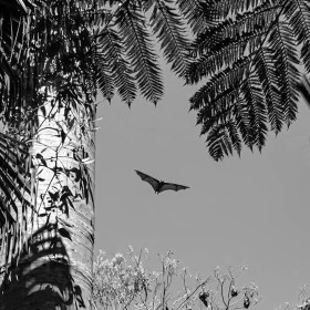 Going Batty by Sara Hanley