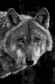 Wolf by Linda Rafferty