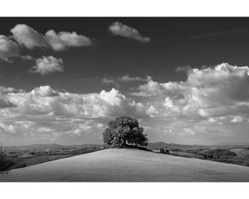 The Lone Tree by Anne-Marie Fitzpatrick